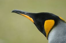 Königspinguin (74 von 84).jpg